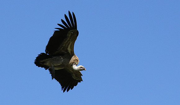 White-backed vulture