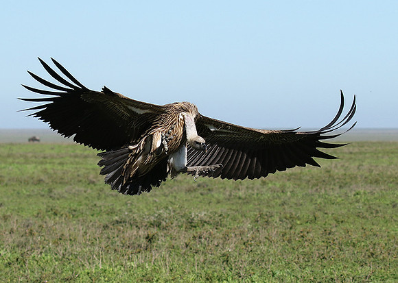 White-backed vulture