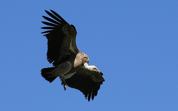 White-backed vulture