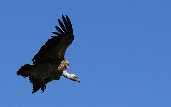 White-backed vulture