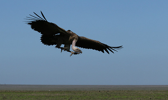 White-backed vulture