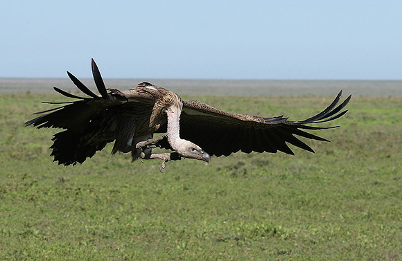 White-backed vulture