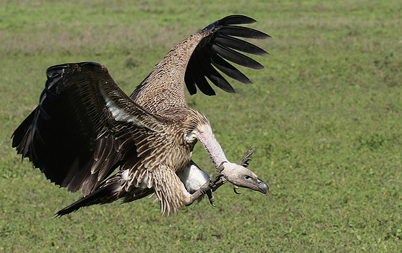 White-backed vulture