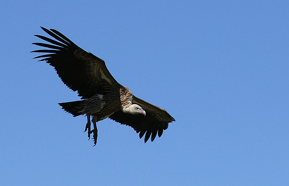 White-backed vulture