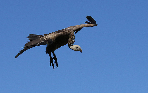 White-backed vulture