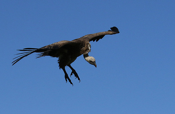 White-backed vulture