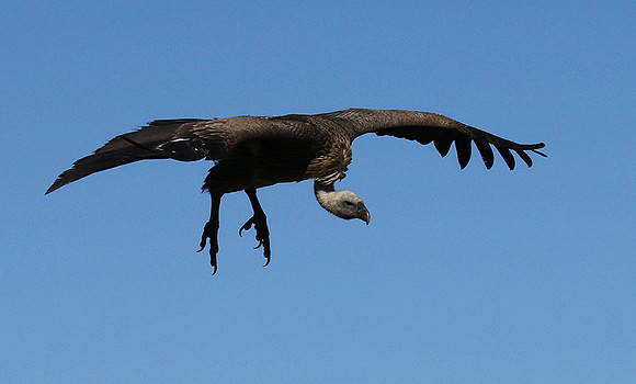 White-backed vulture