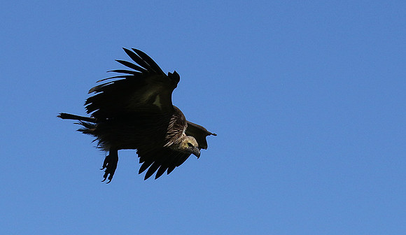 White-backed vulture