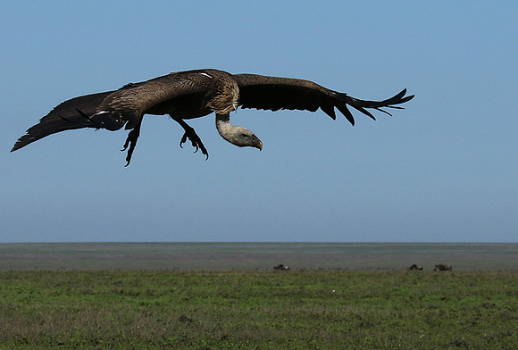 White-backed vulture