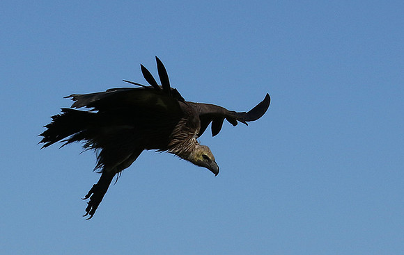 White-backed vulture