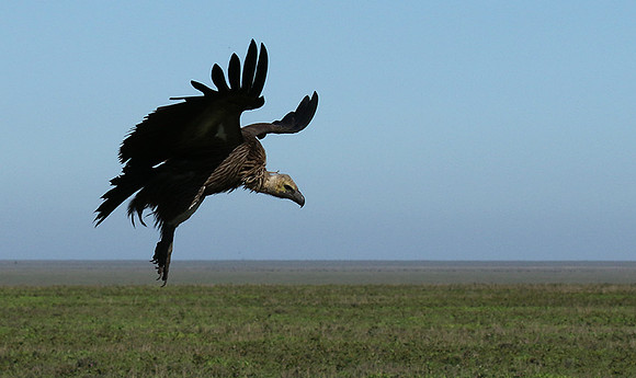 White-backed vulture