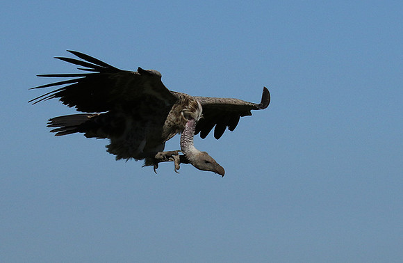 White-backed vulture