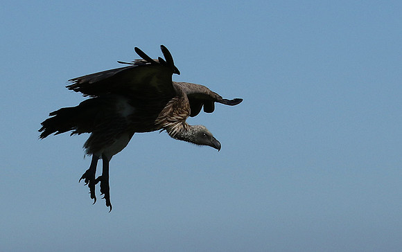 White-backed vulture