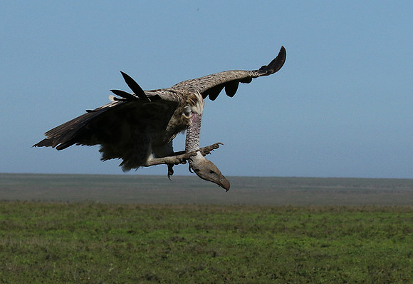 White-backed vulture