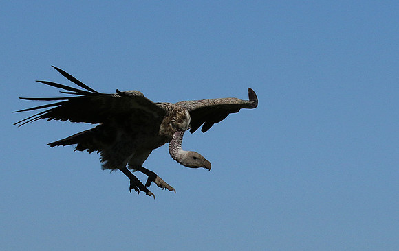 White-backed vulture