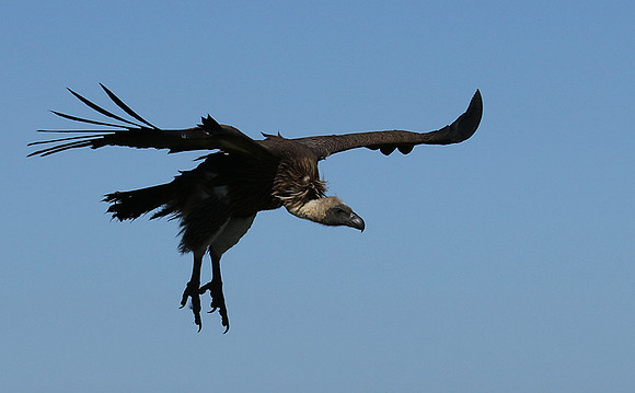 White-backed vulture