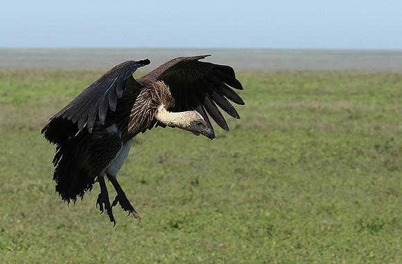 White-backed vulture