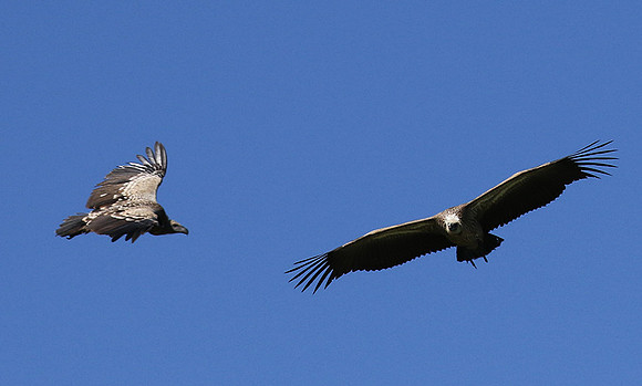 White-backed vulture