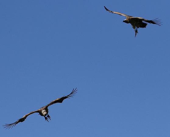 White-backed vulture