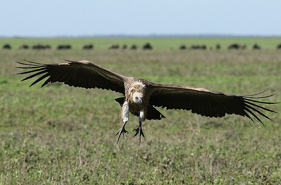 White-backed vulture