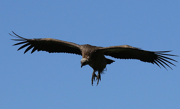 White-backed vulture
