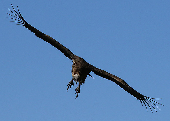 White-backed vulture