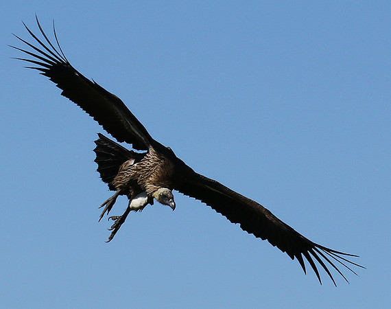 White-backed vulture