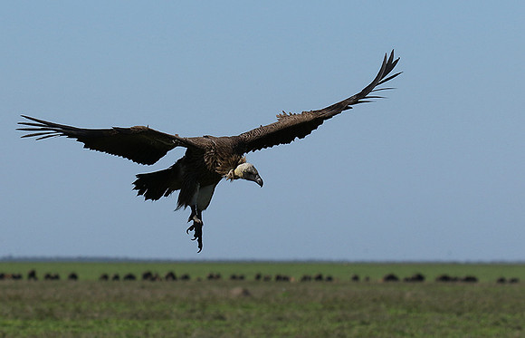 White-backed vulture
