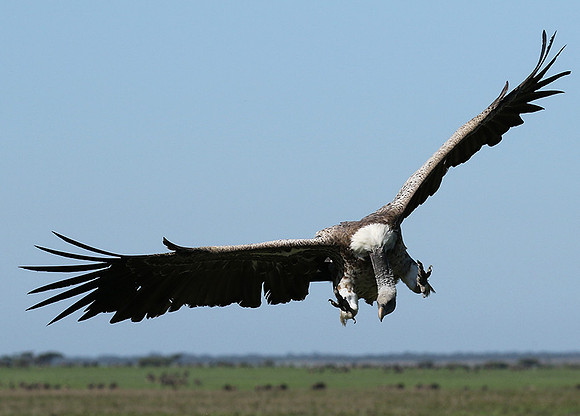 White-backed vulture