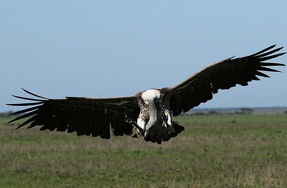 White-backed vulture