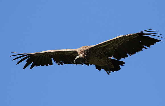White-backed vulture