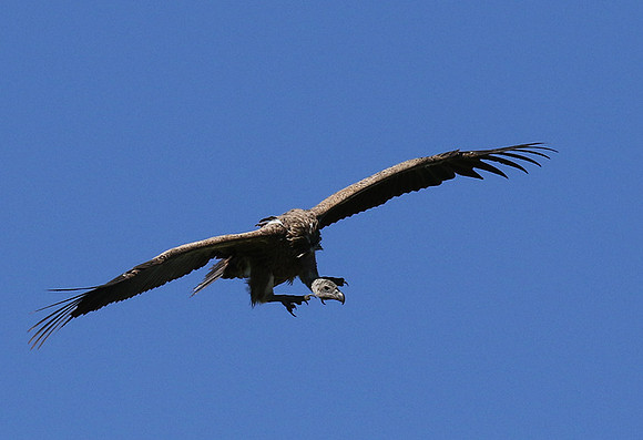 White-backed vulture