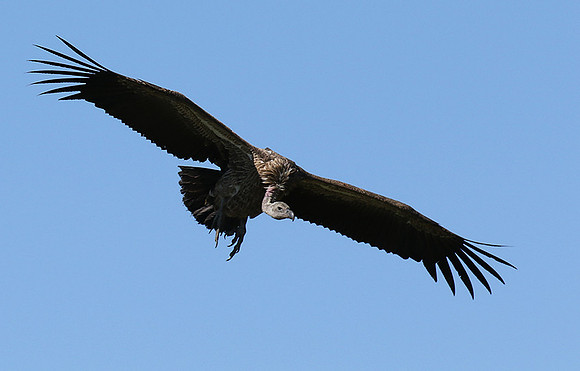 White-backed vulture