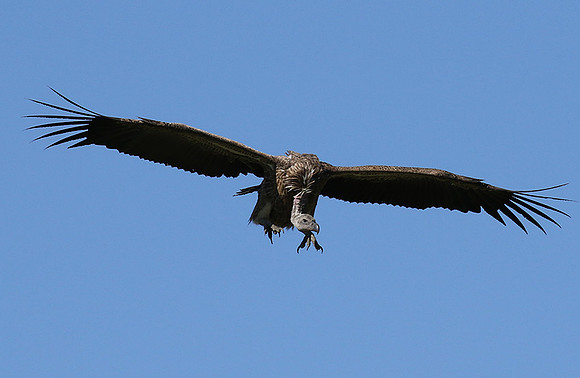 White-backed vulture