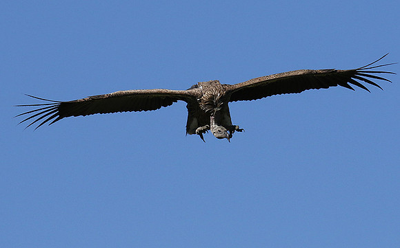 White-backed vulture