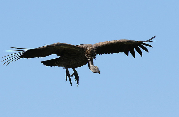 White-backed vulture