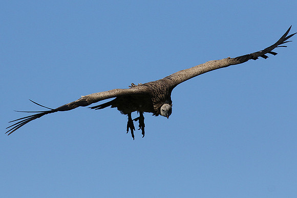 White-backed vulture