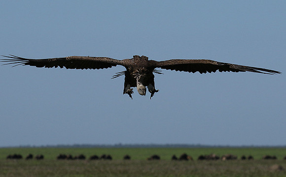 White-backed vulture