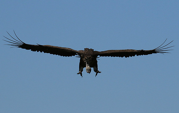 White-backed vulture
