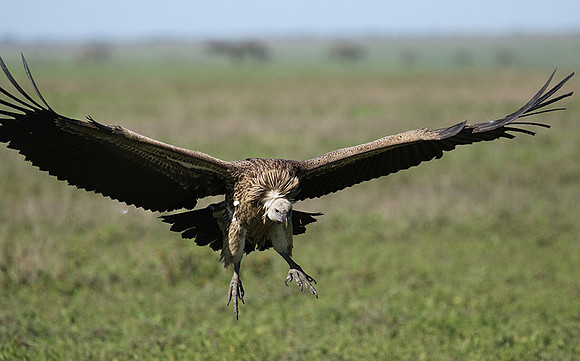 White-backed vulture