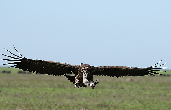 White-backed vulture