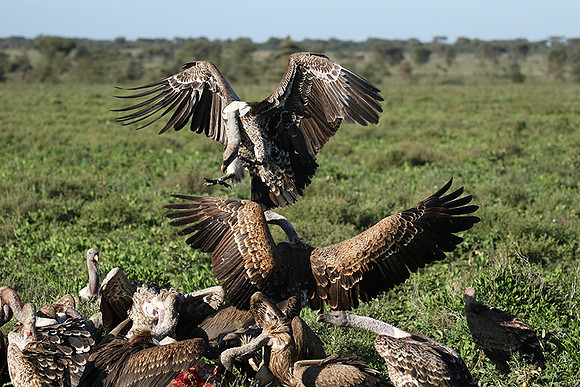 White-backed vulture