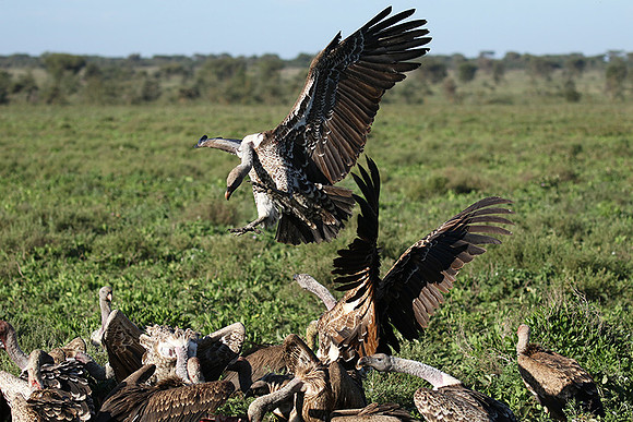 White-backed vulture