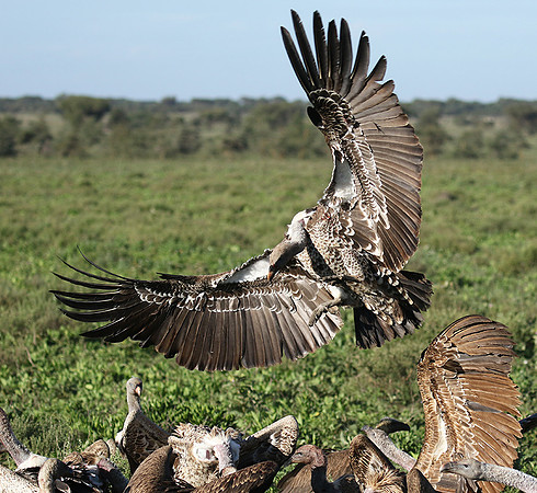 White-backed vulture