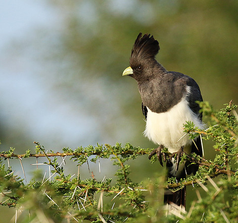 White-bellied goaway bird - Chem Chem