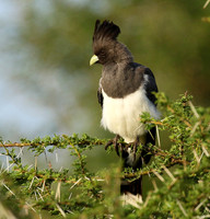 White-bellied goaway bird - Chem Chem