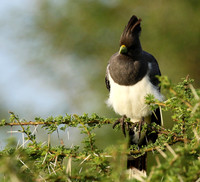 White-bellied goaway bird - Chem Chem