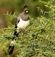 White-bellied goaway bird - Chem Chem
