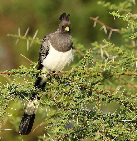 White-bellied goaway bird - Chem Chem