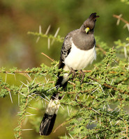 White-bellied goaway bird - Chem Chem